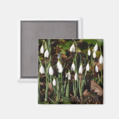Aimant Snowdrops (Recto/Verso)