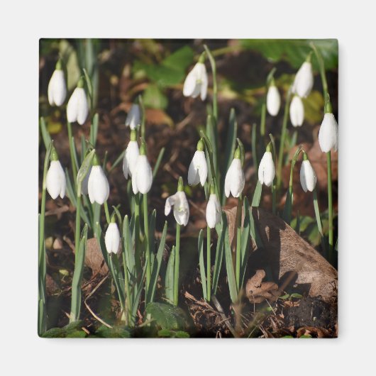 Aimant Snowdrops (Devant)