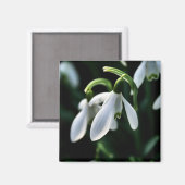 Aimant Snowdrops (Recto/Verso)