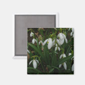 Aimant Snowdrops I (Recto/Verso)