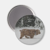 Aimant Snowy Cocker Spaniel (Recto/Verso)