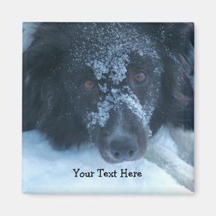 Aimant Snowy Faced Border Collie Cute Dog