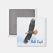 Aimant Soaring Bald Eagle Wildife Photo Art (Recto/Verso)