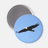 Aimant Solaire d'aigle chauve (Recto/Verso)