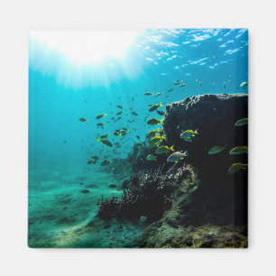 Aimant Soleil et poissons tropicaux