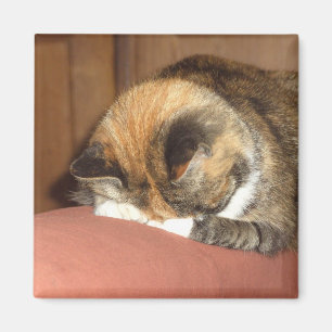 Aimant Sommeil "rouge" de chat sur la toux