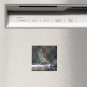Aimant Souper (In Situ (Lave-vaisselle))