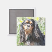 Aimant Spaniel Cavalier King Charles peint (Recto/Verso)