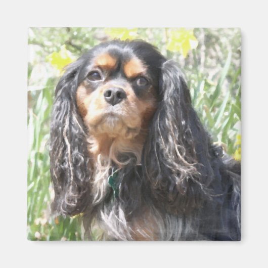 Aimant Spaniel Cavalier King Charles peint (Devant)