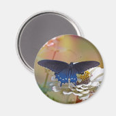 Aimant Spicebush Swallower (Recto/Verso)