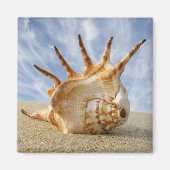 Aimant Spider Conch sur Sandy Beach (Devant)