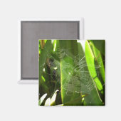 Aimant Spiderweb dans Tropical Leaves Nature (Recto/Verso)