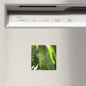 Aimant Spiderweb dans Tropical Leaves Nature (In Situ (Lave-vaisselle))