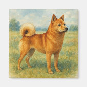 Aimant Spitz finlandais (Devant)