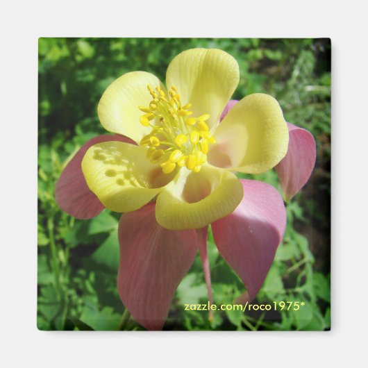 Aimant splendeur (Devant)