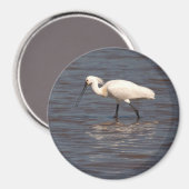 Aimant Spoonbill eurasien (Recto/Verso)