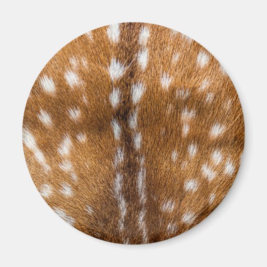 Aimant Spotted deer pour texture (Devant)