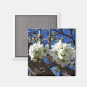 Aimant Spring Flowering Pear Tree (Recto/Verso)
