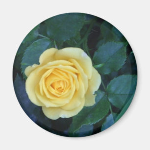 Aimant springpics 017