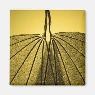 Aimant Squelette de feuille