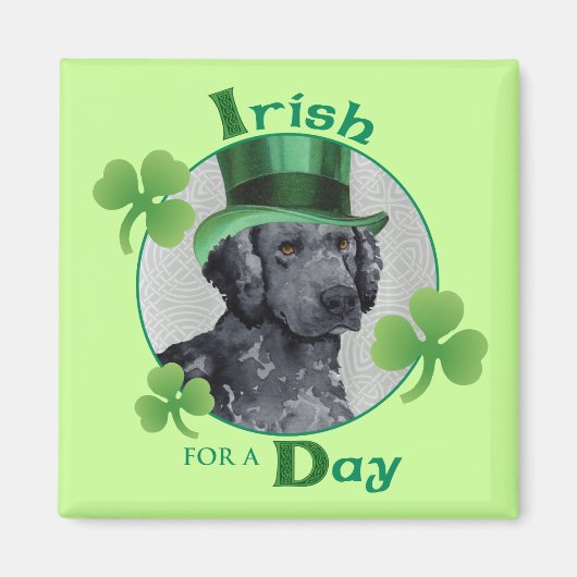 Aimant St. Patrick's Day Curly-Coated Retriever (Devant)