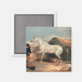 Aimant Stallion arabe (Recto/Verso)