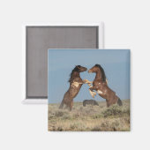 Aimant Stallions de Cheval Sauvage combattant (Recto/Verso)