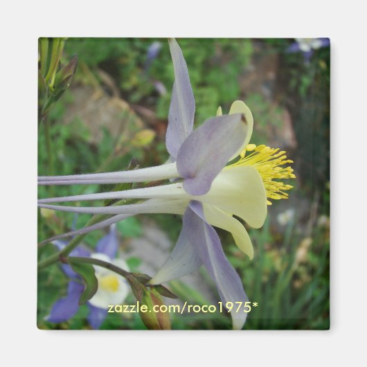 Aimant stanza di vedere (Devant)