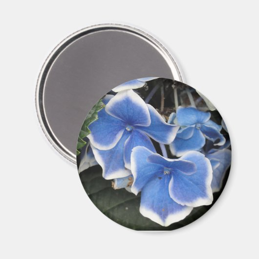 Aimant Starburst Hydrangea (bleu et blanc) (Recto/Verso)