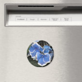 Aimant Starburst Hydrangea (bleu et blanc) (In Situ (Lave-vaisselle))