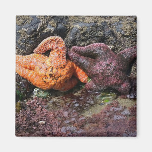 Aimant Starfish à Bob Creek, OU