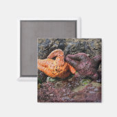 Aimant Starfish at Bob Creek (Recto/Verso)