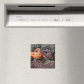 Aimant Starfish at Bob Creek (In Situ (Lave-vaisselle))