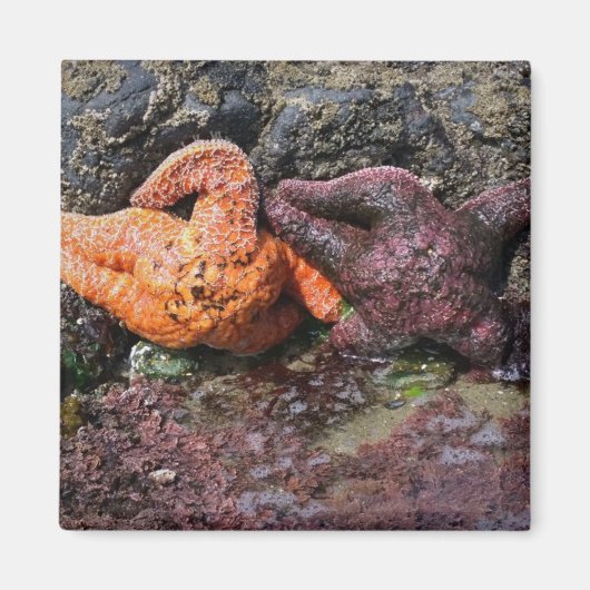 Aimant Starfish at Bob Creek (Devant)