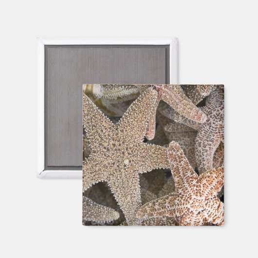 Aimant Starfish partout (Recto/Verso)