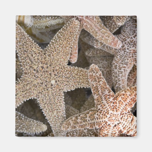Aimant Starfish partout (Devant)