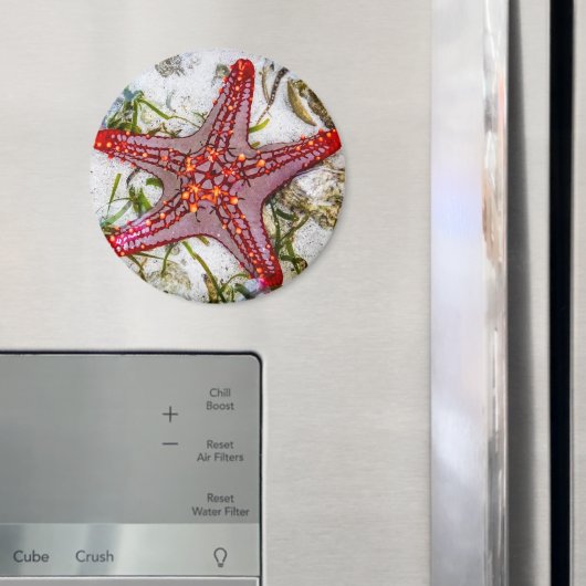 Aimant Starfish, Zanzibar, Tanzanie (In situ (réfrigérateur))