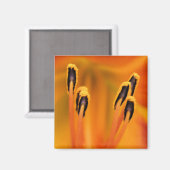 Aimant Stargazer Stamen (Recto/Verso)