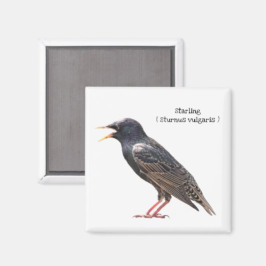 Aimant Starling (Recto/Verso)