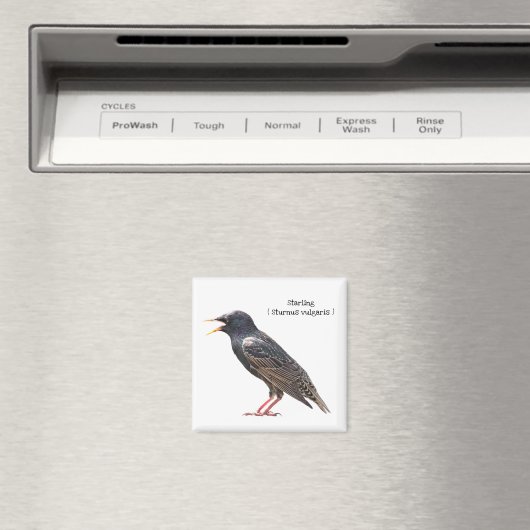 Aimant Starling (In Situ (Lave-vaisselle))