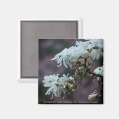 Aimant Starry Magnolia (Recto/Verso)