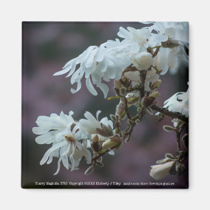 Aimant Starry Magnolia