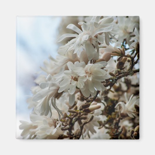 Aimant Starry Magnolia 5781 (Devant)
