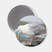 Aimant stehende Moewe (Recto/Verso)