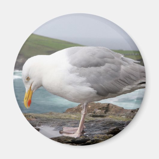 Aimant stehende Moewe (Devant)