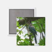 Aimant Steller's Jay dans le parc national de Yosemite (Recto/Verso)