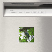 Aimant Steller's Jay dans le parc national de Yosemite (In Situ (Lave-vaisselle))