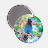 Aimant Steller's Jay - Photographie originale (Recto/Verso)
