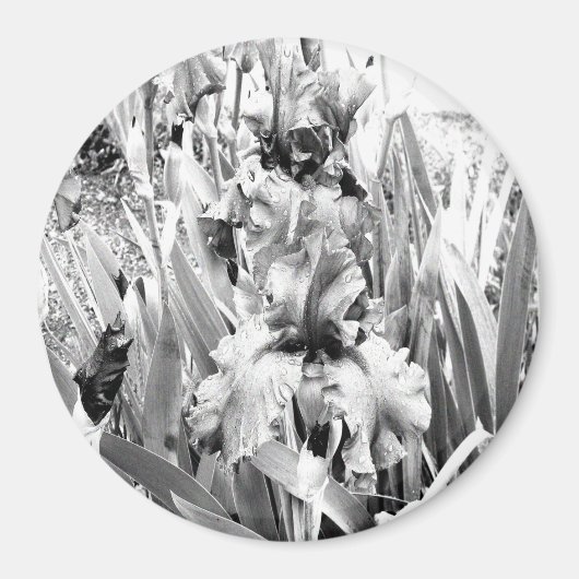 Aimant Sterling Irises.... (Devant)