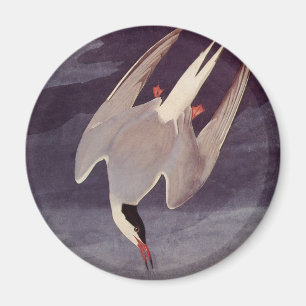 Aimant Sterne arctique par John James Audubon, Oiseaux Vi